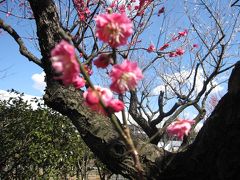 花と緑の振興センター（川口安行）の梅林☆2011/03/04