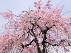 小さな旅　小手指のしだれ桜と春の花　Shidarezakura(weeping cherry) in Kotesashi