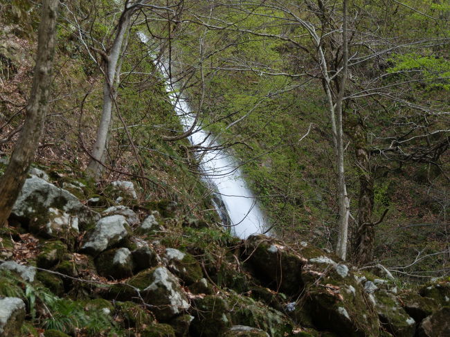 　新潟県村上市高根にある小滝は高さ38mから落下する綺麗な滝である。鈴ヶ滝を大滝というのに対する小滝である。沢が小川となって小滝を落ち、高根川の支流、鈴谷に注いでいる。いかにも滝らしい感じである。<br />　平床谷へ向かう途中、高根川の支流、平床谷と鈴谷が合流した川に架かる橋の手前の駐車場に車を止めて歩く。3.2kmとあるから1時間余りで到着するはずだ。ブナの新緑が鮮やかになりつつあり、道の崖には藪椿が群生している。小滝は林道の橋の下から滝となって落ちていく。沢には山桜が咲いている。林道を降るとブナ林の中にはヤマエンゴサク、アズマイチゲが咲き、シダ類などが芽吹いている。春が感じられる小滝である。<br />（表紙写真は鈴ヶ滝−小滝）