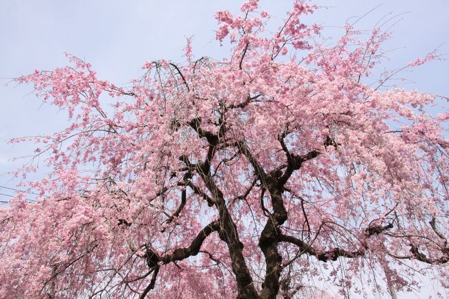 小手指砂川掘のしだれ桜 <br />The weeping cherry of Sunagawabori in Kotesashi<br /><br />黒々と枝を支えて四十年 君があらねば我は咲かぬに 　桜華<br /><br />You black trunk supported branches for forty years.<br />I would not bloom without you.   　　　Sakura<br /><br />華やかな桜の開花を支えるのは、しっかりとした枝、幹、根であり豊かな土地。<br />上の写真の桜を見ると枝を支える黒々とした幹がいかにも頼もしく<br />満開の花の明るいピンクの画面をキリッと引き締めています。<br />表舞台で華やかに活躍する人も、裏で支える幹や根のような存在があってこそです。 <br />エンジニア（技術者）として40年やってきた自分を幹に重ねて上掲の写真を見ていました。<br />枝と技：漢字のつくり（旁）は共に「支える」。 君は幹、 桜華は拙者筆名<br /><br />本格的な春の訪れを象徴する花、桜   昔から花といえば桜<br />今回の小さな旅は地元の桜を紹介します。<br />　────────────────────────────<br />この「小さな旅」は今までの中で最も小さな旅です。自宅からの距離（150ｍ）で比べるとそうなりますが中身は必ずしもそうではありません。<br /><br />&lt;小手指のしだれ桜&gt;<br />埼玉県所沢市小手指町2丁目を流れる砂川堀の両側500mに約50年前（1980年ごろ）に植えられた。<br />開花時には多くの人が訪れる名所となっている。<br />介護施設の車で車中からの花見客も多い。<br />花見特有の出店や宴席などはなく、もっぱら静かに花を楽しむ。<br />品種は数種類あり満開の時期は10日程度異なる。SL公園近く(東端）は淡い色で早く、小手指車両基地方面（西端）はピンクの色が濃い種類で遅咲きとなる。<br />前年の夏が暑いほど蕾の付きがよく見ごたえがある。（杉花粉と同じ）<br />小手指駅北口より徒歩８から１０分です。<br />────────────────────────────<br />開花情報<br />季節の街歩き 2019年3－5月（桜もあります）<br />https://4travel.jp/travelogue/11499240<br />2018小手指のしだれ桜・ポトマック桜 開花情報（最終回）<br />https://4travel.jp/travelogue/11339300<br />2017小手指のしだれ桜・ポトマック桜 開花情報（最終回）<br />https://4travel.jp/travelogue/11226571<br />2016小手指のしだれ桜・ポトマック桜 開花情報 <br />http://4travel.jp/travelogue/11115155<br />2015小手指のしだれ桜・ポトマック桜 開花情報 <br />http://4travel.jp/travelogue/10992831<br />小さな旅　金仙寺・比良の丘<br />http://4travel.jp/travelogue/10996626<br />2014　http://4travel.jp/travelogue/10870555<br />2013　http://4travel.jp/travelogue/10757786<br />「2012小手指のしだれ桜と春の花」<br />http://4travel.jp/traveler/810766/album/10660552/<br />────────────────────────────<br />所沢観光協会　所沢100選　45.砂川掘のしだれ桜　<br />http://www.tokoro-kankou.jp/blog/045.html<br />西武池袋線小手指駅案内<br />http://www.seibu-group.co.jp/railways/railway/ekimap/kotesashi/index.html<br /><br />春の「小さな旅」シリーズには下記もありますのでぜひおいで下さい。<br />http://4travel.jp/traveler/810766/album/10542814/小手指･北野<br />http://4travel.jp/traveler/810766/album/10538951/青梅吉野梅郷<br />http://4travel.jp/traveler/810766/album/10548934/狭山湖･多摩湖<br />http://4travel.jp/traveler/810766/album/10552130/虎ノ門・赤坂<br />http://4travel.jp/traveler/810766/album/10551677/霞ヶ関・愛宕山<br />http://4travel.jp/traveler/810766/album/10550339/千鳥が淵<br />http://4travel.jp/traveler/810766/album/10551127/靖国神社<br />撮影 CANON EOS40D EF-S 17-85 IS USM　　　　yamada423<br />────────────────────────────<br />2011東日本大震災の復興の花が開くまでにはたくさんの、しっかりした枝や幹が不可欠です。<br />私自身は老木でお役に立てませんが陰ながら「花灯り」で復興の道を照らせればとの思いです。皆様、よろしくお願い致します。<br /><br />2020年3月23日<br />10年以上前のこの旅行記へたくさんのアクセスがありびっくりしています。<br />新型コロナウィルス警戒で花見に行こうか迷っています。<br />小手指の枝垂桜は5分咲きですが、今年は開花情報のブログ発信はやめます。