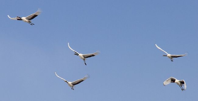 エアポケット的に仕事が暇になったので、突然思いつきで道東に流氷と白鳥を見に行こうと思い立ちました。<br /><br />ＰＡＲＴ２は後半の標茶～釧路（鶴居村）の丹頂鶴の写真をＵＰしました。