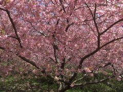 春爛漫　「まつだ桜まつり」