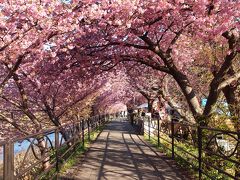 河津桜と稲取つるし雛