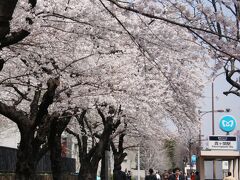 小さな旅　霞が関・愛宕山の桜　View of sakura in Kasumigaseki/Atagoyama