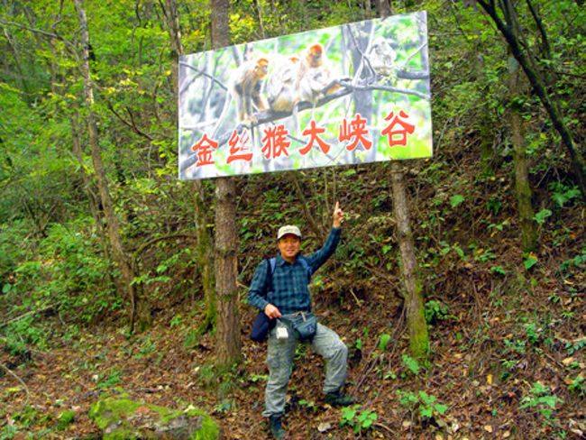 ２００５年にジャイアントパンダを始めとする中国の野生動物たちを撮影したくて訪れた陝西省・秦嶺山脈。<br />しかし、期待していた中国の秘境では鬱蒼とした森と厳しい（反面豊かな）大自然に阻まれ、思いどおりの写真は撮れずに小生の夢ははかなくも破れた。<br />そんな惨敗の旅から５年、リベンジを誓った小生は再び現地を訪れた。<br />前回の失敗から、２０１０年は渡航時期も夏を避け晩秋に設定して臨んだ。<br />撮影目的地も中国で最も野生パンダの生息密度が高いといわれる佛坪国家級自然保護区一点に絞り込んだ。<br />かつてNHKの自然ドキュメンタリー番組の取材チームが何度も訪れ、５年前には小生も撮影に挑戦したエリアで、いざサファリへ！<br />はたして、今度こそ理想のワイルドポートレートを撮ることはできるのか…<br /><br />この旅行記では、「西遊記」に登場する孫悟空のモデルといわれているサル・キンシコウを撮影したときの様子などをお伝えします。<br />