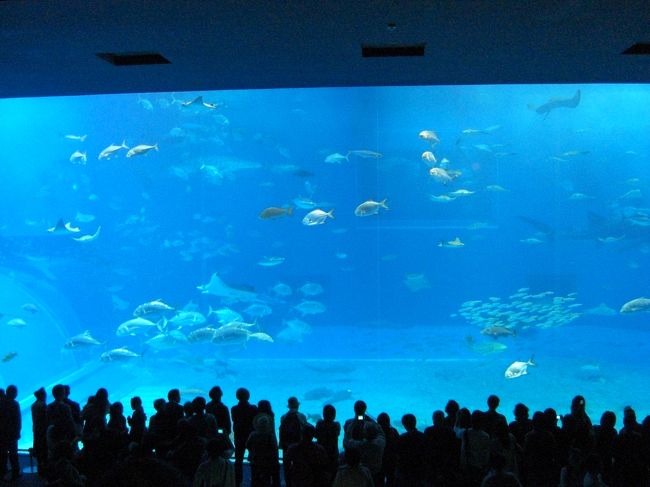 沖縄2日目です。美ら海水族館に行きました。