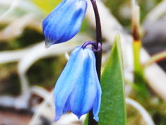 Japan　昭和記念公園  March 2011　スプリング・エフェメラルはどこ？　～ミツバチばあやの冒険～