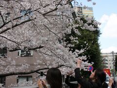 小さな旅　虎ノ門・赤坂の桜　View of sakura in Toranomon/ARK HILLS