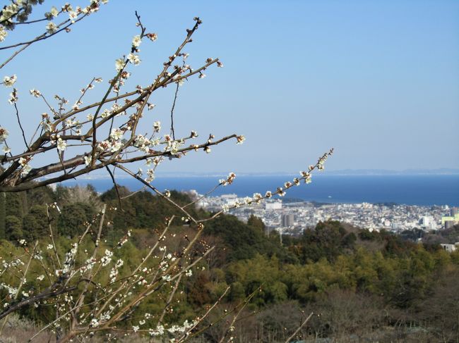 相模湾が遠くに見えます。<br />湾曲したようすが、ひと目でこのように。<br /><br />ここは、小田原の高台にある「辻村植物公園」<br />梅と海とのコラボはいかが〜。<br /><br /><br /><br />辻村植物園は、辻村農園と呼ばれていて、<br />最初は小田原の駅のところにあったそうです。<br />それが、東海道線が国府津から熱海に延びるとき、<br />ここの場所に移転したそうです。大正8年のとき。<br /><br />広い梅園を中心に外国産の木もある静かなところです。<br /><br /><br />只今、右側の地図が「辻村植物園」と違ったところを表示されています。<br />正しい地図は下記の場所です。(小田川原厚木道路 荻窪インターの近く)<br />http://www.city.odawara.kanagawa.jp/public-i/park/park-etc/t-syokubutu.html(小田原市のHPより)<br />どなたかに、お訪ねの際には「わんぱくランド」といわれたほうが、わかりやすいかもしれません。