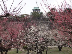 大阪城公園梅林2011年