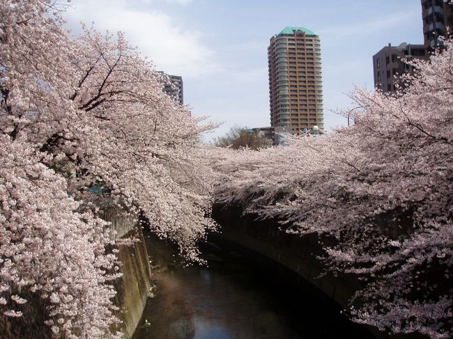 六義園の翌週は半日以上かけて桜巡りをしました。4月3日の最初は池袋～早稲田～江戸川橋付近までを徒歩で廻りました。