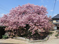 ふじのくに静岡ぐるり旅【1】～本州一の早咲き桜　河津桜2011～かじやの桜・原木