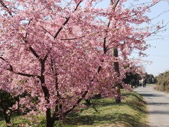 豊前「道の駅おこしかけ」　河津桜　空の青さと花びらのピンクが調和して自然が映し出す優雅な景色に目をうばわれました☆