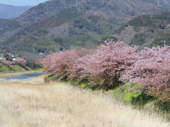 ふじのくに静岡ぐるり旅【2】～本州一の早咲き桜　河津桜2011～河津川沿い