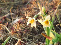 職場で一夜を明かした後、家の近所で平穏無事をかみしめて 