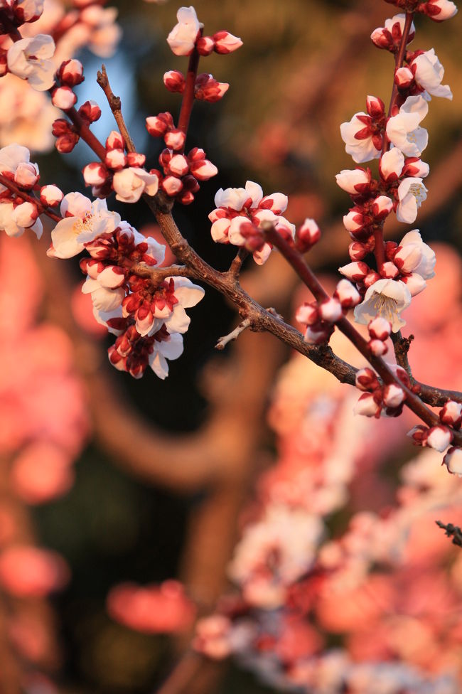 梅の花はかわいいな〜