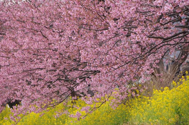 河津桜咲く南伊豆へ～みなみの桜と河津の大楠～