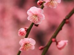 三重　結城神社のしだれ梅