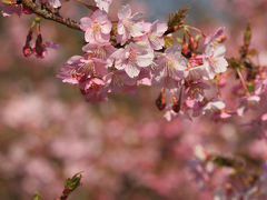 小さな旅●大府市二ツ池公園の河津桜と春咲く花たち