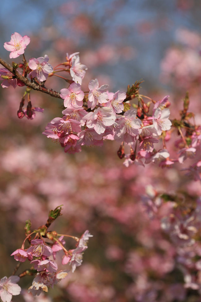 二ツ池公園（ふたついけこうえん）は愛知県大府市の国道366号線沿いにある公園で、国道に沿ってピンク花早咲き種の河津桜が植えられています。去年3月17日に来たときは、すでに葉桜に・・。今年は1週間早く10日に訪れたのですが、咲き始めたばかりで2分咲きほどの感じ・・満開は20日頃になるのでしょうか。この日、公園近くの果樹園では、梅が満開でした。<br /><br />写真は、増田池の堤防に咲く河津桜。