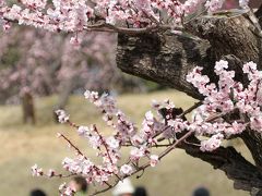 Solitary Journey ［875］ 想い出さがしの旅 ＜梅の花が満開でした！大和郡山城跡＆郡山金魚資料館＞奈良県奈良市