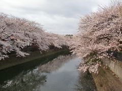 横浜大岡川桜プロムナード　平成２３年