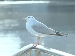 少しでも気分転換になれば。伊東、熱海、横浜で撮影できた野鳥　２０１１年１月から３月１１日