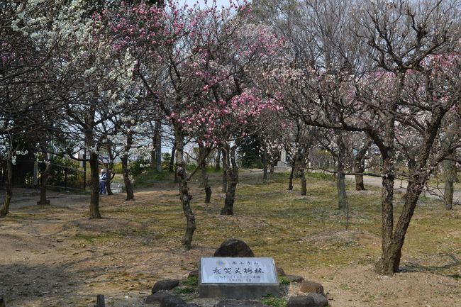 枚方市駅から歩いて10分ほどの高台にある神社。こじんまりとした梅林がある。高台になっていて高槻方面・淀川の風景が良く見える。梅はさすがにピークを越えているが、十分に堪能できた。メジロも蜜集めに飛び回っていた。