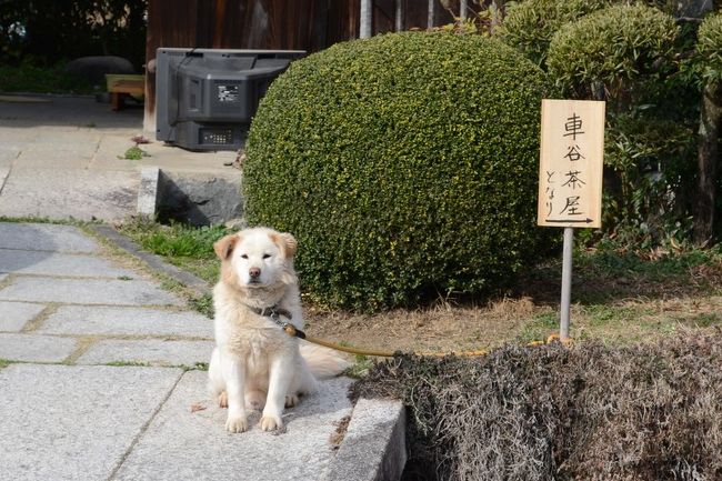 春恒例の山辺の道散策。新しいカメラで気分も一新。でも歩く心は重かった。神社でもお賽銭をするのは正月くらいだったけれど、今回は三輪神社でお賽銭をして祈った。<br /> 今回ももの言わない生き物たちが慰めてくれた。(^_^)v