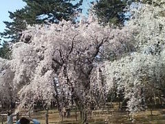 敷島公園プラス前橋公園。　　　お花見・・・花より団子？