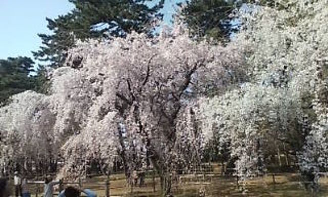敷島公園プラス前橋公園 お花見 花より団子 前橋 群馬県 の旅行記 ブログ By ぽんぽこさん フォートラベル