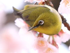 長居植物園 再び 2011/03