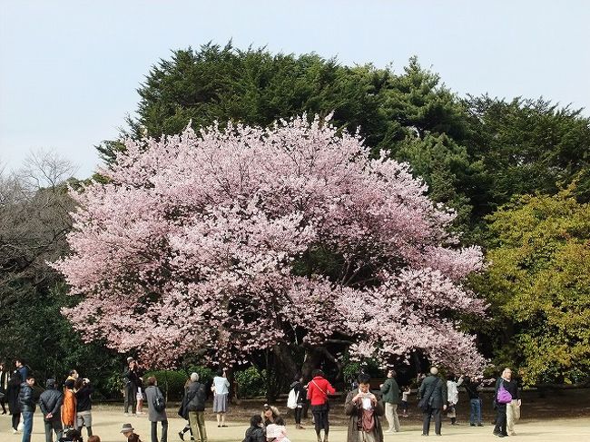ここにも意外と早咲きの桜たくさんあります<br /><br />種類としては寒桜(見ごろ)、寒緋桜(もう少し)、大寒桜(見ごろ)、修善寺寒桜(見ごろ過ぎ)、江戸彼岸(まだまだ)、子彼岸(まだまだ)、オカメ(みごろ)、東海桜(いい感じ)、ヒマラヤ緋桜(つぼみ)、高遠子彼岸(咲き始め)などです<br /><br />本日いい感じだったのは寒桜、オカメ、大寒桜でした<br />楽しみなのはヒマラヤ緋桜(ここでしか確認できていない桜です)<br />高遠子彼岸(都内ではここと、新宿公園、蘆花恒春園です)<br />東海桜(木が折れて悲惨な状態ながらも健気にお花つけてました 他では椿山荘で見れます) <br /><br /><br />