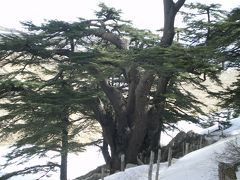 レバノン杉