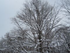 何！このパウダースノー最高～☆　旭岳スキー場でスノボ♪[１]