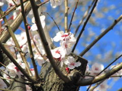 スーパーの脇の早咲きの桜と満開の梅───計画停電に電気のありがたさが身にしみた日々に