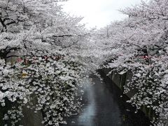 ４月9日　満開そして散り始め・・・　　定点観察　２０１１年　目黒川桜情報