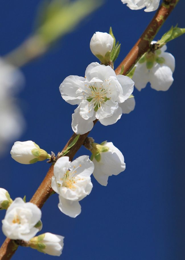 大阪城春の花三昧の第二弾、桃の花が開花しました。<br /><br />大阪城というと、春は桜、そして梅が有名で、桃はあまりイメージが無いかもしれません。<br />城内に何千本も咲く桜や広い梅林に対して、桃園はあまりにも小さいのが一因です。<br /><br />でも、ちょうど梅が咲き終わった頃、桜が咲く少し前に行くと、綺麗な花が見られます。<br /><br /><br />
