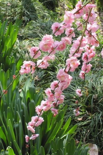 毎年恒例の名古屋市農業センターの枝垂梅見学です。最近3年間の梅の花見旅行記の一覧を記しておきます。全国的に寒い日が続き、今年は昨年と比べ、2、3週間は遅いようです。<br /><br />○2010名古屋市農業センター：満開<br />http://4travel.jp/traveler/tabitonokumasan/album/10434834/<br />○2010名古屋市農業センター：咲き始め<br />http://4travel.jp/traveler/tabitonokumasan/album/10432108/<br />○2009名古屋市農業センター：咲き始め<br />http://4travel.jp/traveler/tabitonokumasan/album/10308170/<br />○2009名古屋市農業センター：七分咲き<br />http://4travel.jp/traveler/tabitonokumasan/album/10312766/<br />○2009名古屋市農業センター：散り始め<br />http://4travel.jp/traveler/tabitonokumasan/album/10316048/<br />○2009東山植物園<br />http://4travel.jp/traveler/tabitonokumasan/album/10310494/<br />○2009長浜盆梅展<br />http://4travel.jp/traveler/tabitonokumasan/album/10311614/<br />○2009大高緑地公園<br />http://4travel.jp/traveler/tabitonokumasan/album/10311929/<br />○2008名古屋市農業センター：咲き始め<br />http://4travel.jp/traveler/tabitonokumasan/album/10222000/<br />○2008名古屋市農業センター：満開直前<br />http://4travel.jp/traveler/tabitonokumasan/album/10224578/