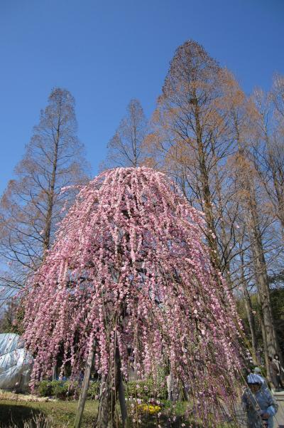 2011春、名古屋市農業センターの枝垂梅(4/4)：ソシンロウバイ、菜の花