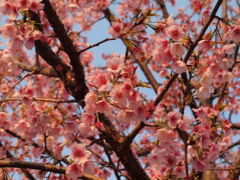 横浜は金沢八景近くにある龍華寺。　梅と河津桜、あたみ桜　２０１１年１月から３月