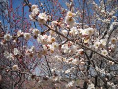 ２０１１・３　いなべ市農業公園の梅見