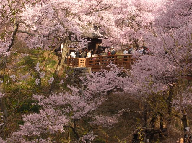 ２日目、前日、夜桜を見た高遠城址公園。<br />渋滞で、見る時間が少なくなったため<br />心残りで...<br />もう一度<br />桜を早朝に見に行きました。<br /><br />夜とは、また別の桜の顔を見ることができ、<br />十二分に桜を堪能できました。<br />長野まで、来た甲斐がありました。<br /><br />帰りには元善光寺にも、お参りすることができました。<br />