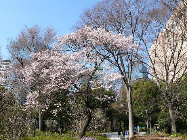 都内で桜探し 横網公園 両国中学横 新宿中央公園 上野公園 東京の旅行記 ブログ By Yo Haiさん フォートラベル
