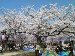 飯能２０１０桜　