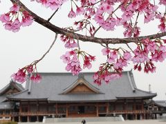 河津桜が満開！天理