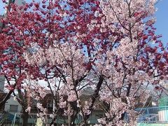 お出かけついでに桜もチェック