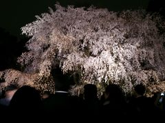 六義園の桜2005年～2013年 