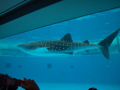 横浜八景島シーパラダイスでジンベエザメを見て癒されて来ました♪ ２０１１年３月