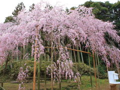 波佐見のしだれ桜